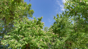 仰视葱郁树林蓝天