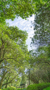林间绿意盎然的清新景致