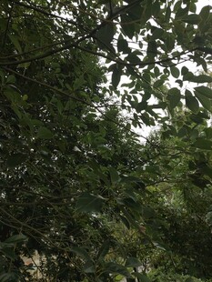 繁茂绿树间的自然景致