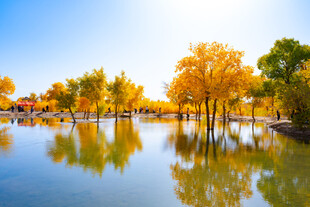 秋日湖畔绚丽金黄倒影景
