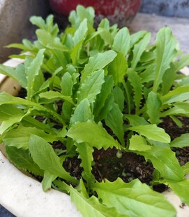 甜麦菜 盆栽青菜