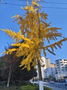 秋日金黄银杏树