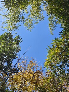 仰望蓝天繁茂枝叶