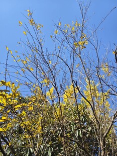 蓝天映衬下的金黄树枝