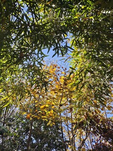 秋日林间斑斓树叶