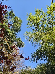 仰望多彩树木与蓝天