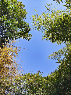 仰望蓝天 繁茂绿枝