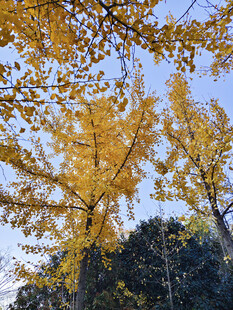 秋日金黄银杏树