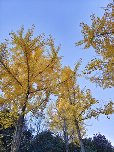 秋日金黄银杏树