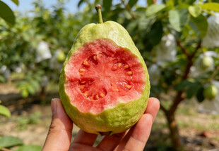 手捧红心番石榴