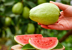 手捧番石榴芭乐