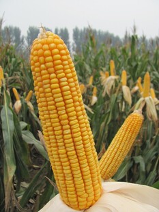 新鲜玉米