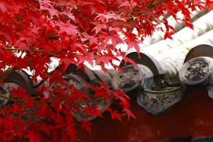 雪覆红枫映古瓦