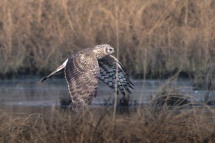 展翅的猫头鹰于湿地间