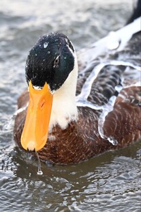 水中的多彩鸭子