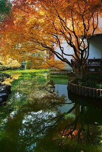 秋日庭院池塘边的绚烂景致