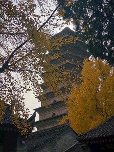 秋日古塔旁的金黄树叶