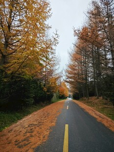 秋日林荫路落叶
