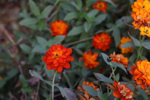鲜艳多彩的百日菊绽放