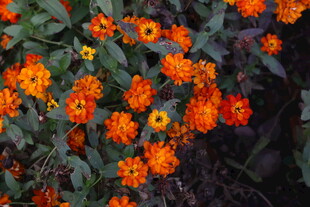 鲜艳橘色花朵绽放