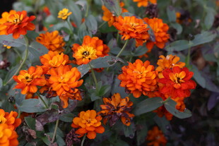 鲜艳橙色菊花绽放