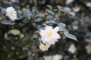 洁白山茶花绽放