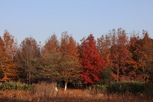 秋日红杉林美景