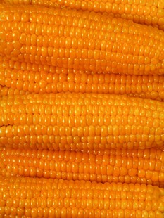 金黄玉米