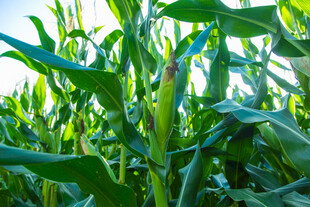 玉米田中的鲜嫩玉米棒