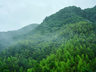 云雾缭绕的翠绿山林