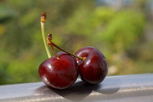 樱桃