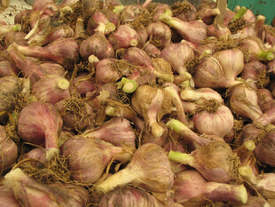 紫皮大蒜