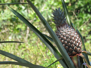 菠萝