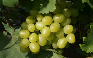 绿葡萄