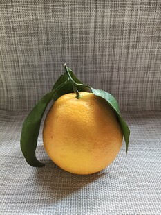 新鲜带叶橙子