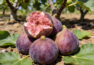 果园里的无花果