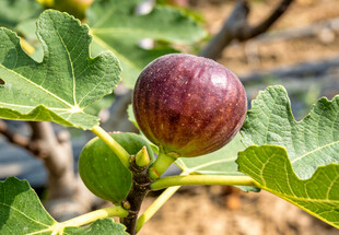 枝头的紫无花果
