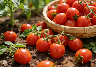 竹篮中的小番茄