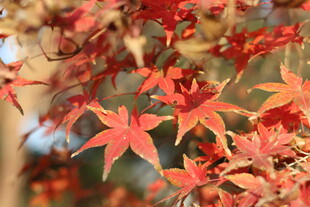 秋日红枫叶特写
