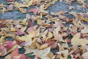 地面上缤纷的落叶