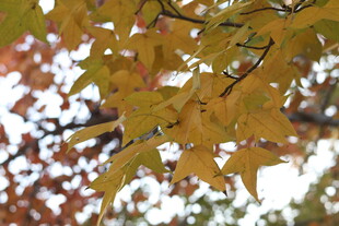 秋日枝头的金黄枫叶