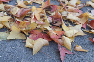 地面上多彩的落叶