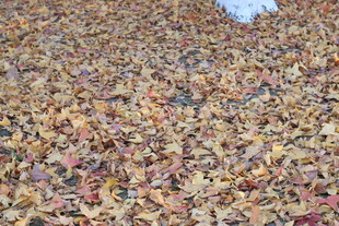 秋日满地斑斓落叶