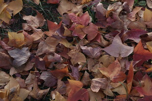 秋日缤纷落叶美景