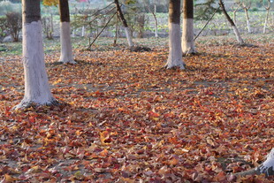 秋日林间落叶美景