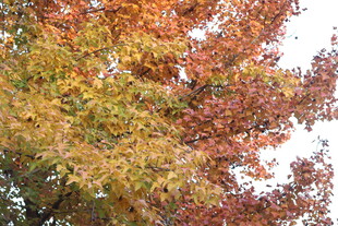 秋日斑斓树叶美景