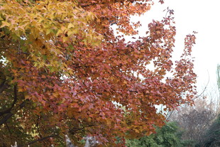 秋日斑斓枫叶树