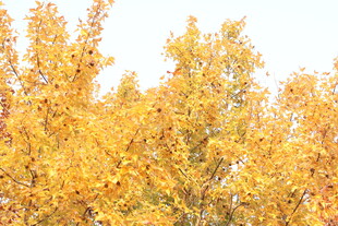 秋日金黄树木美景
