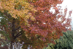 秋日斑斓彩叶树