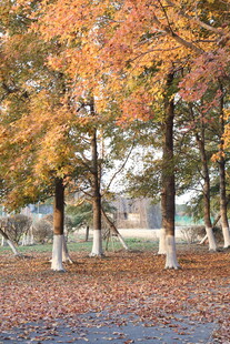 秋日落叶树林美景